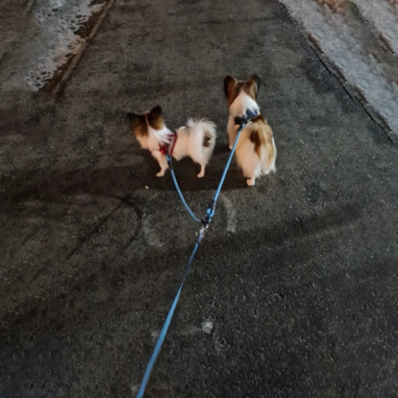 Laisse Double Réfléchissante pour Deux Chiens