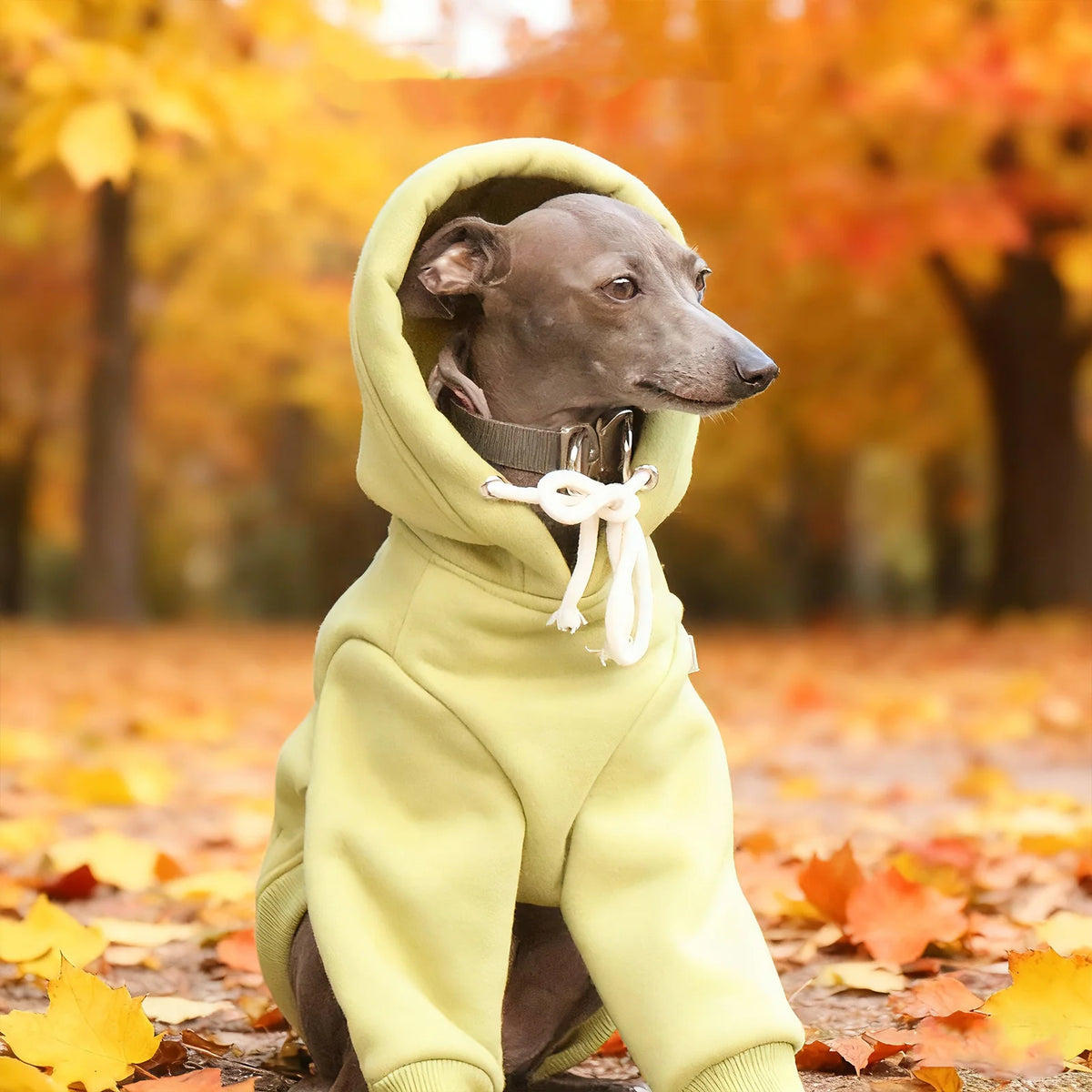 Pull à Capuche Chaud pour Chien