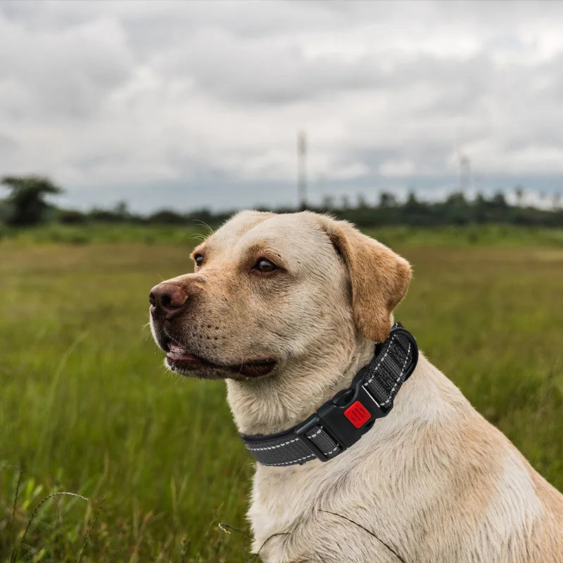 Collier Réfléchissant Néoprène pour Chien