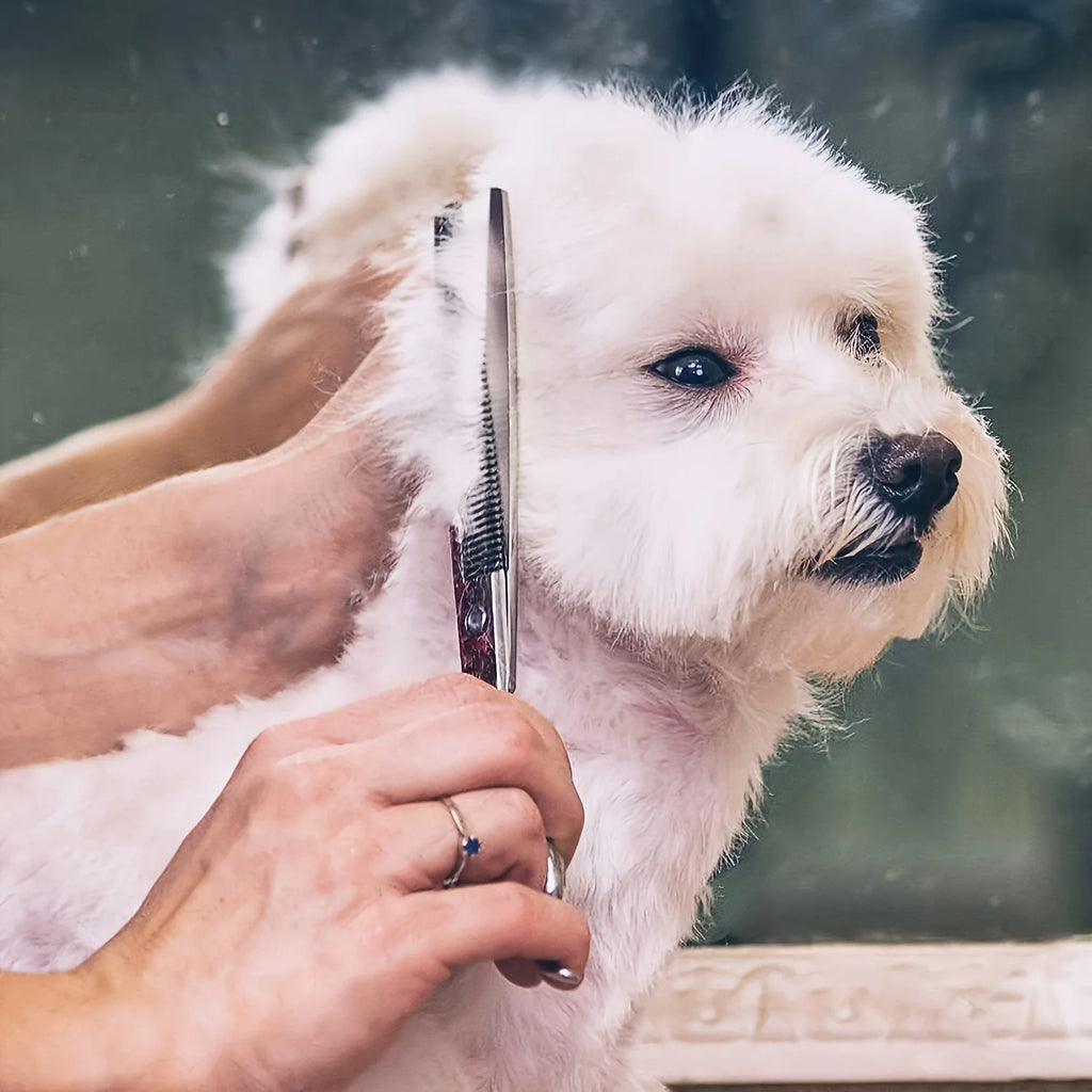 Kit de Ciseaux de Toilettage Sécurisé pour Chien et Chat