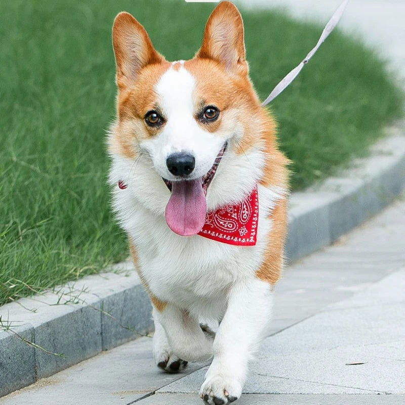 Bandana Ajustable pour Chien et Chat
