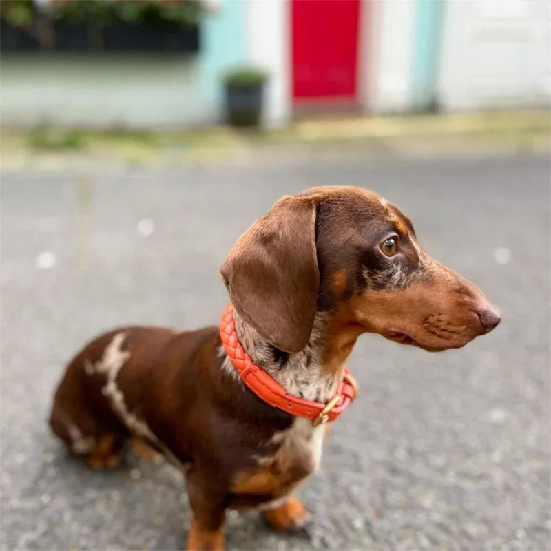 Collier en Cuir Fashion pour Chien Moyen