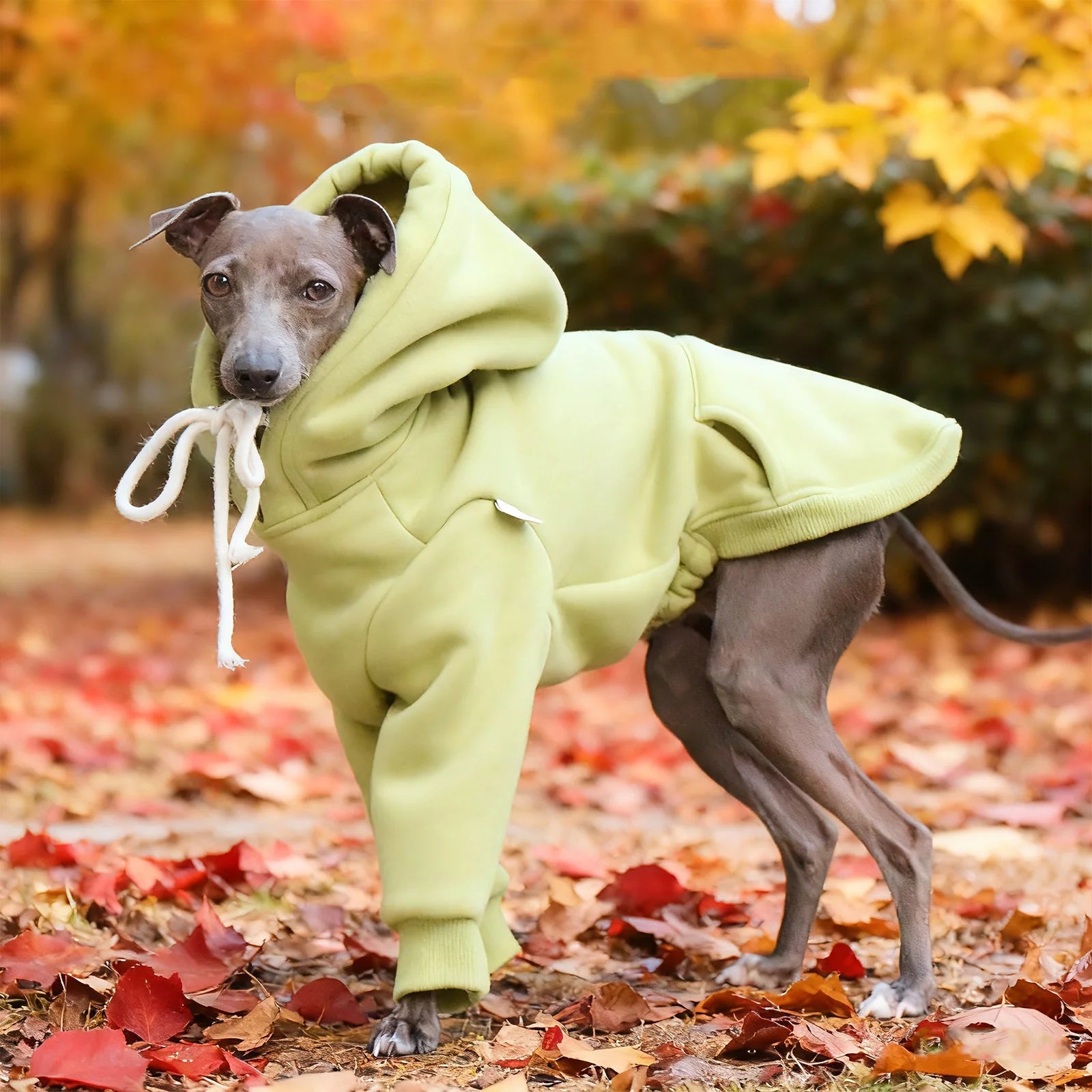 Pull à Capuche Chaud pour Chien