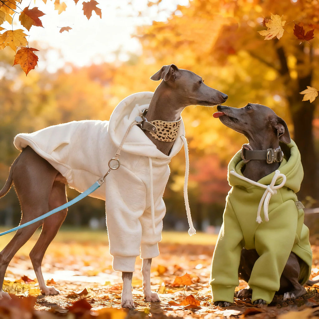 Pull à Capuche Chaud pour Chien