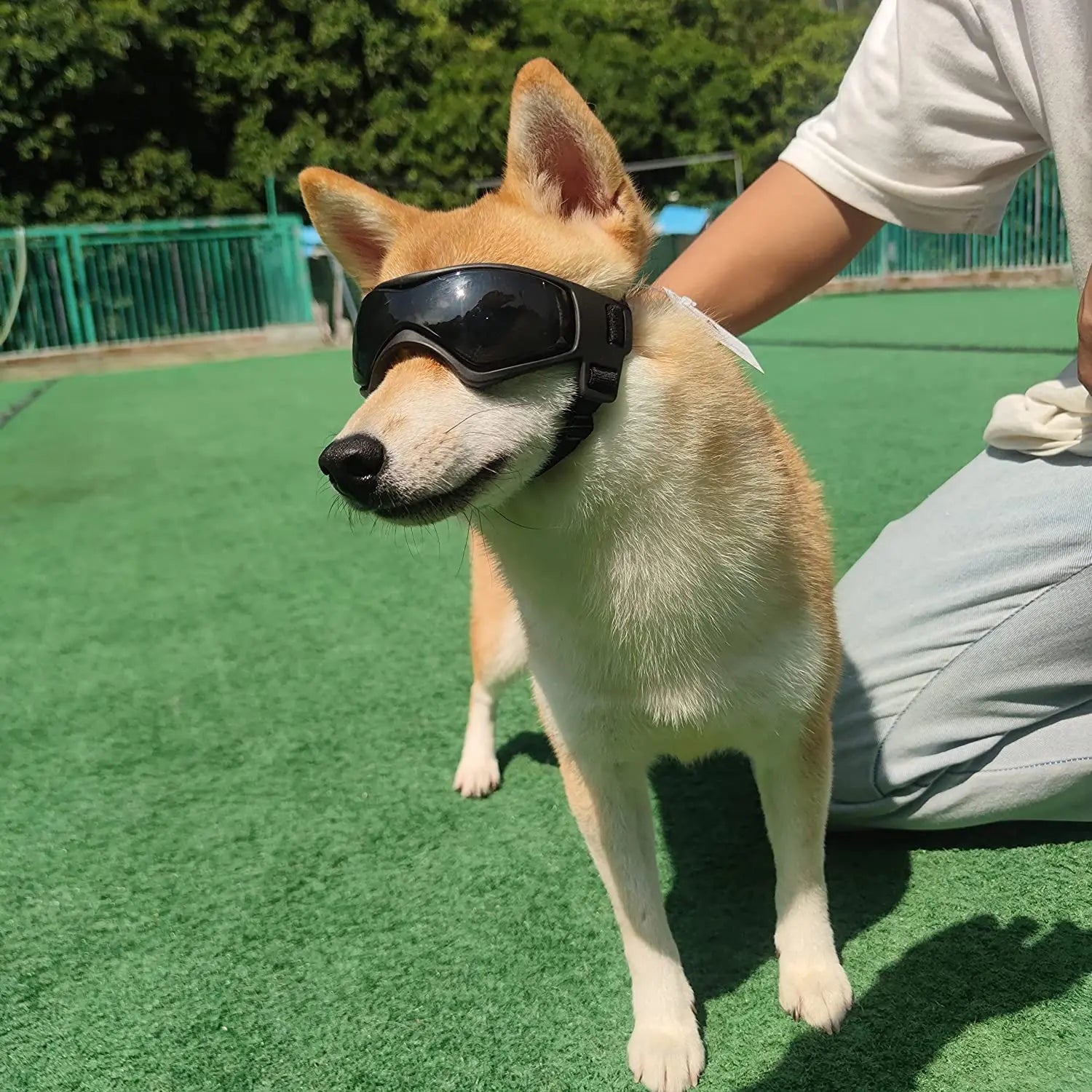 Lunettes de Protection UV pour Chien et Chat - Anti-UV Réglables
