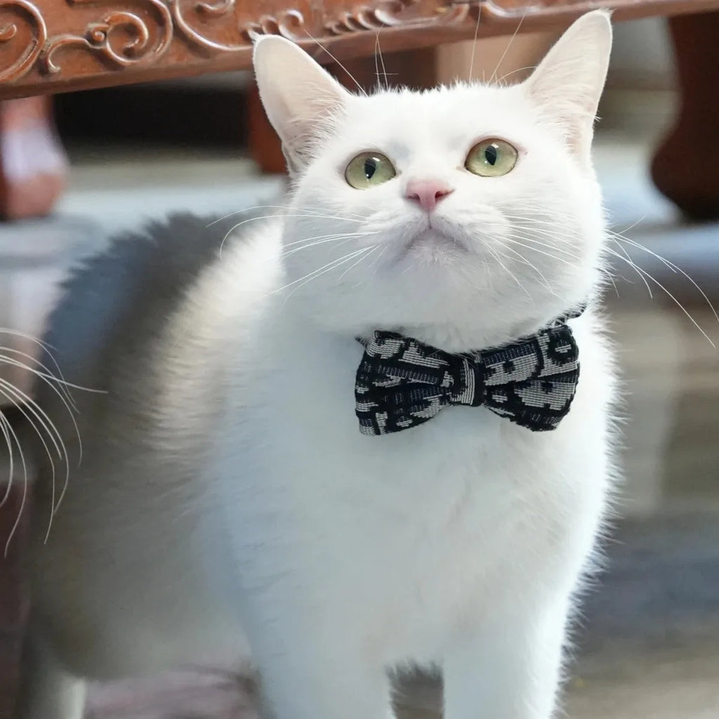 Collier Détachable et Laisse pour Chat et Chien