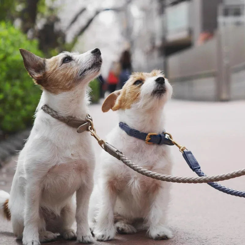 Collier en Cuir Fashion pour Chien Moyen