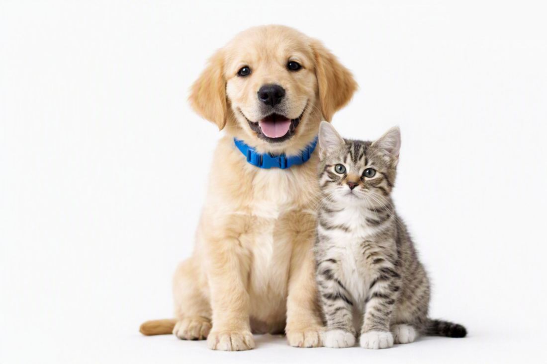 Chiot golden retriever et chaton tigré sur fond blanc